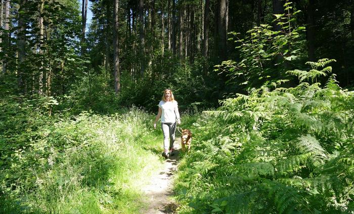 Warren Wood
